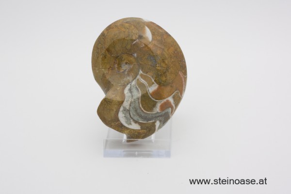 Ammonite  poliert